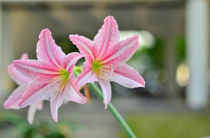 18. 白欣欣(高三翻譯)_校園的花開了