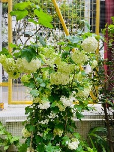 570560001_1465602922094631_5366313319293645032_n