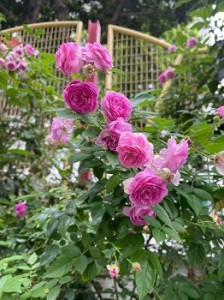 571193610_1465603028761287_9003766644154043016_n