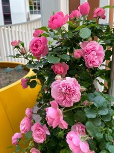 571270454_1465603078761282_1015769495214356785_n