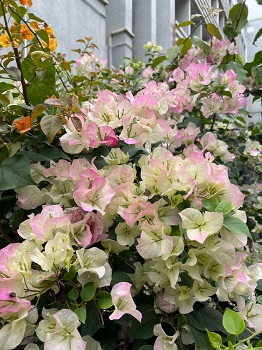 中葡職中美化校園小組